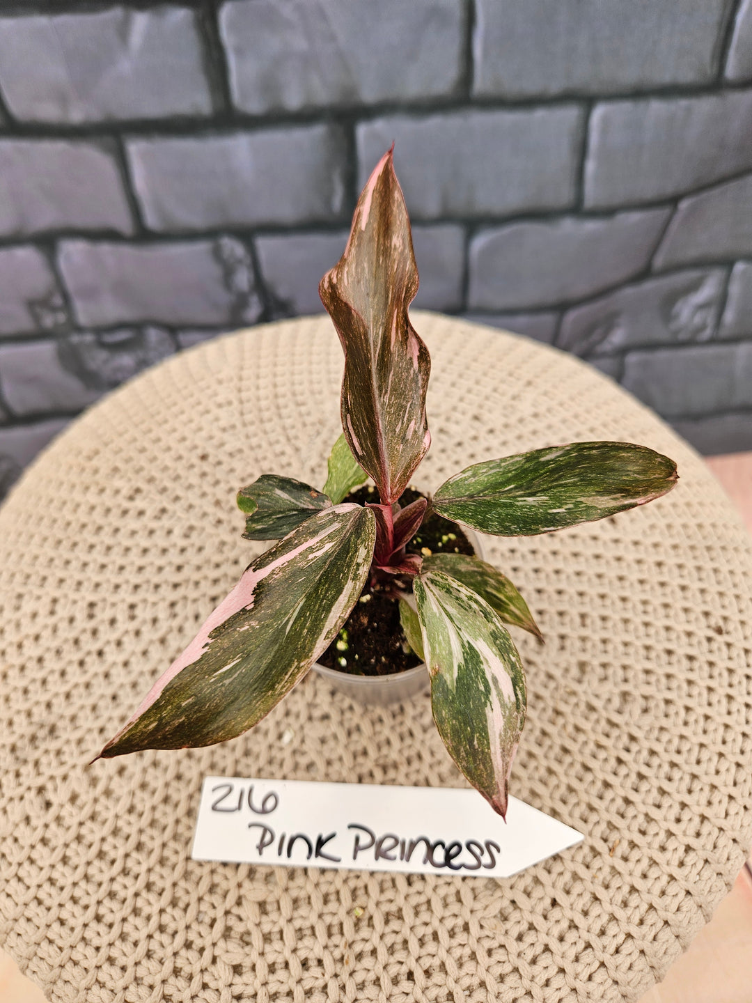 Philodendron Pink Princess Galaxy (2in)-216