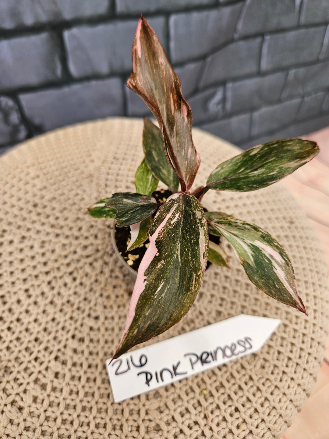 Philodendron Pink Princess Galaxy (2in)-216