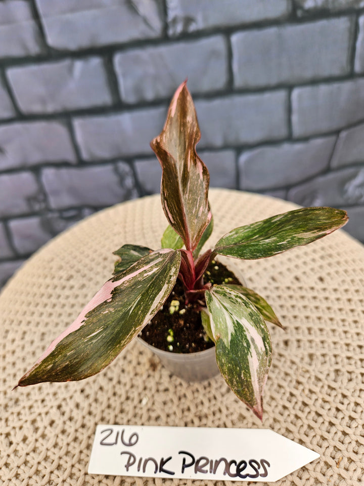 Philodendron Pink Princess Galaxy (2in)-216