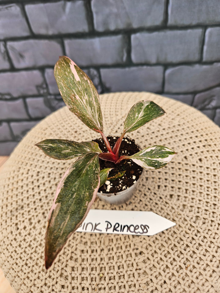 Philodendron Pink Princess Galaxy (2in)-217
