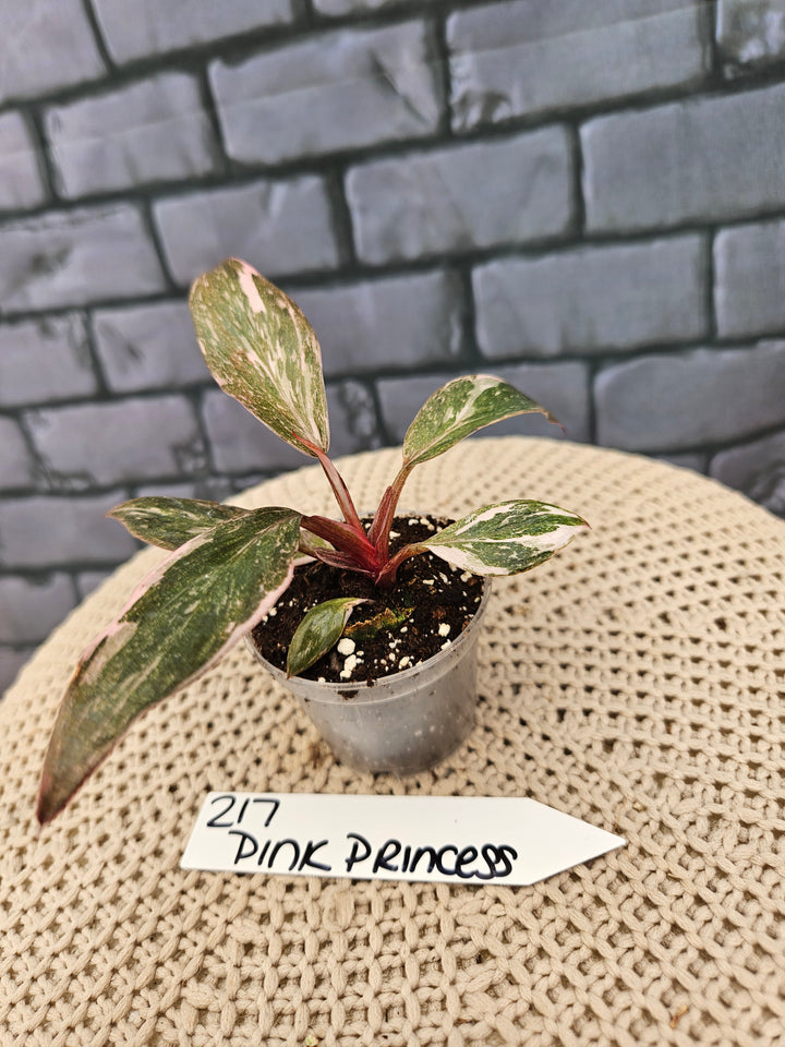 Philodendron Pink Princess Galaxy (2in)-217
