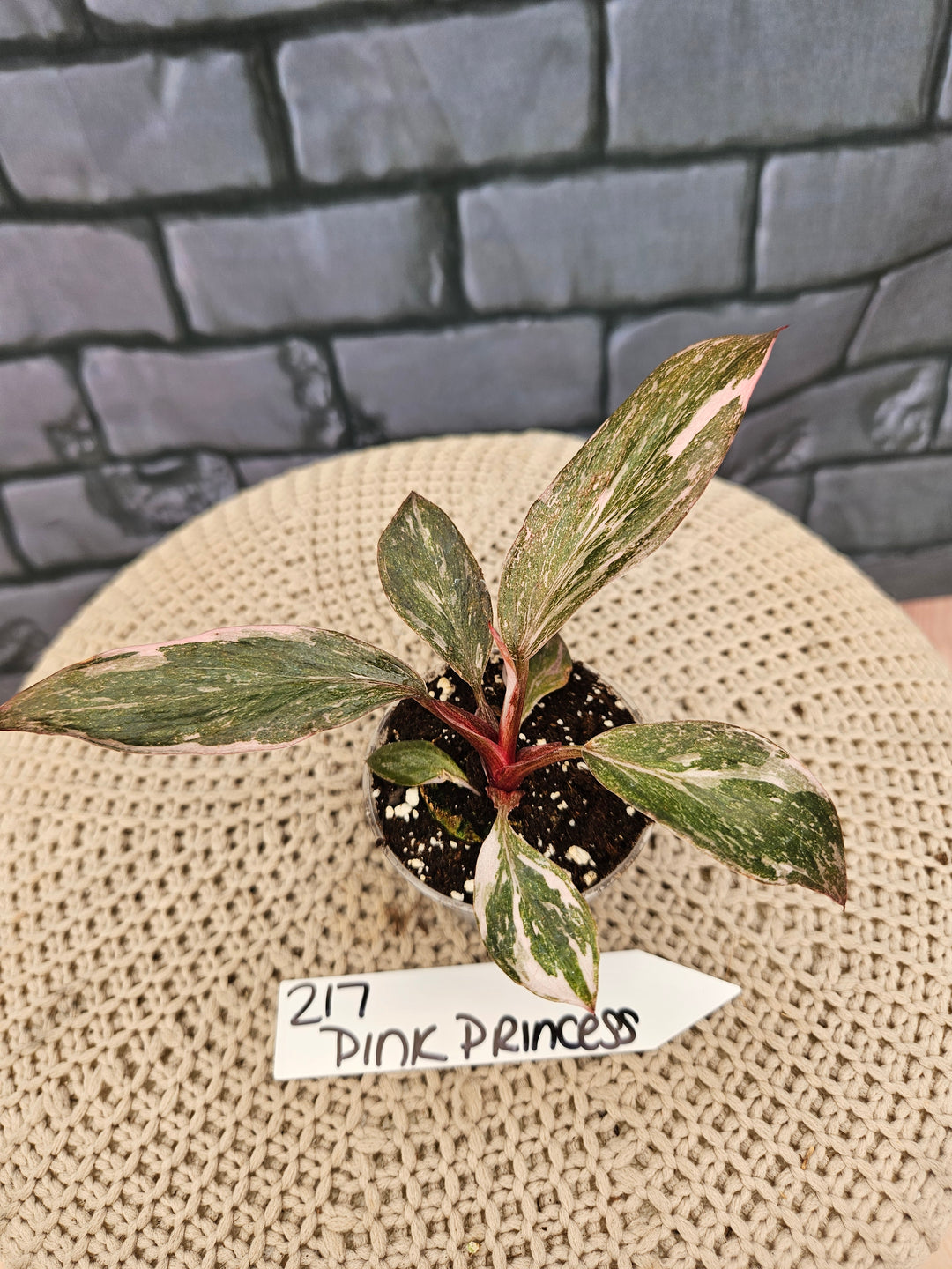 Philodendron Pink Princess Galaxy (2in)-217