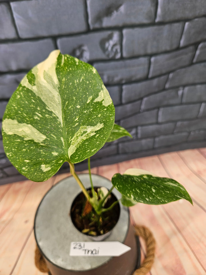 Monstera Thai Constellation (3in)-231