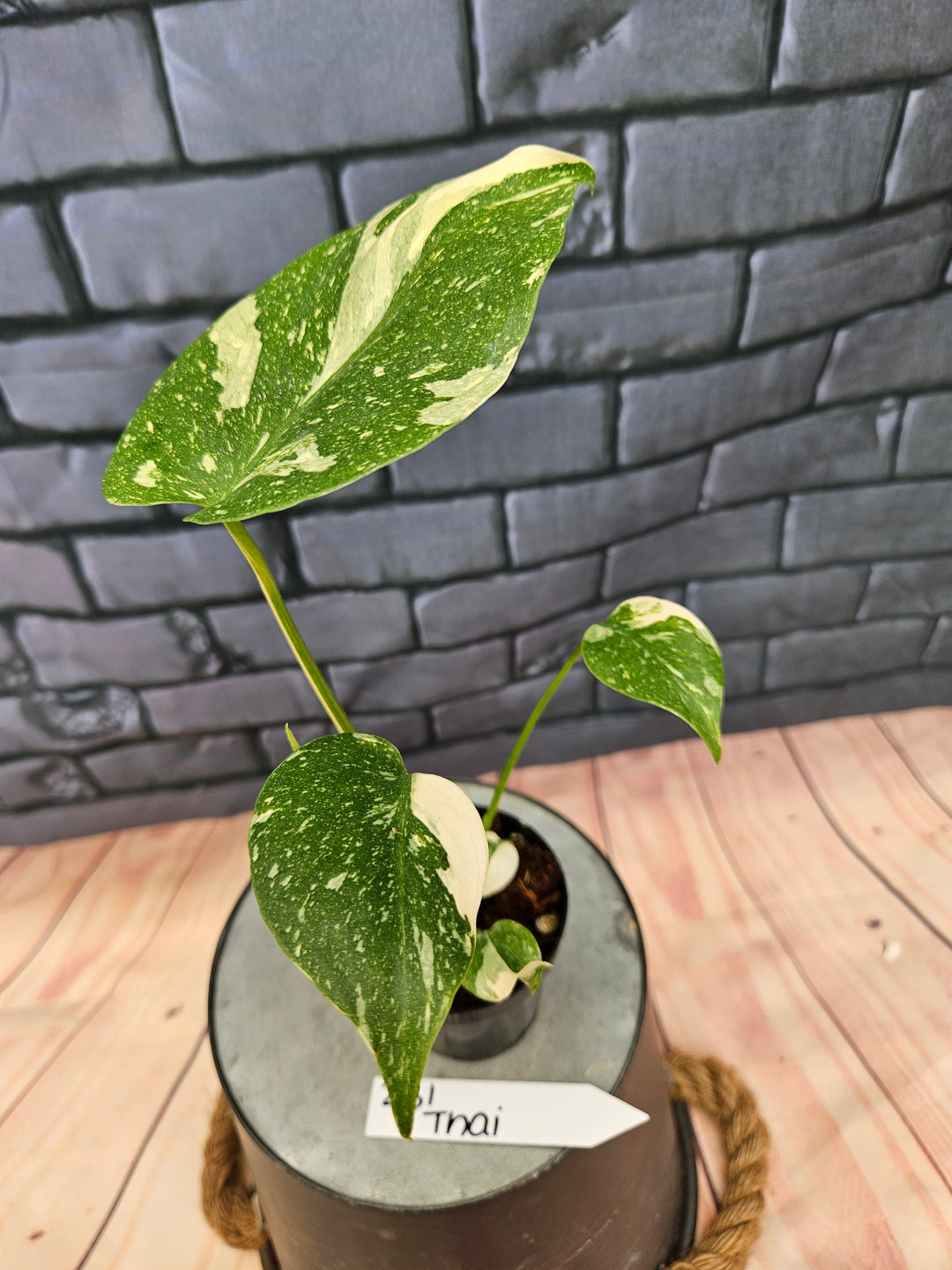 Monstera Thai Constellation (3in)-231