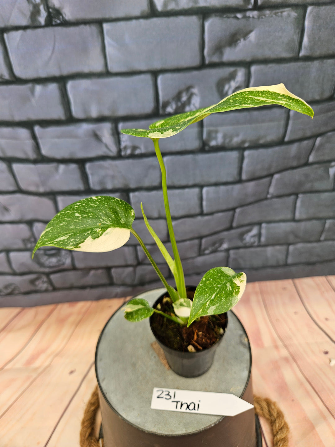 Monstera Thai Constellation (3in)-231