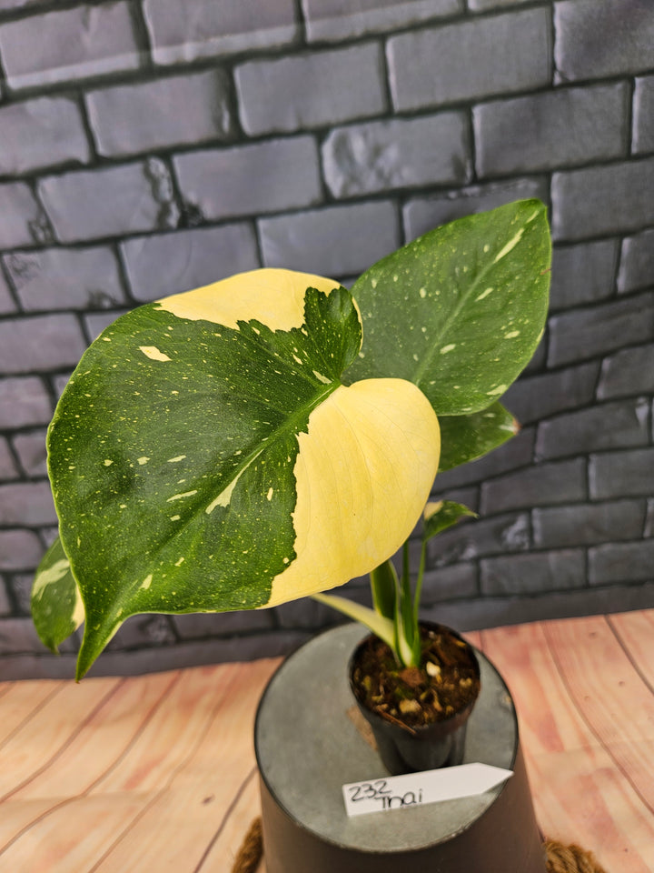 Monstera Thai Constellation (3in)-232
