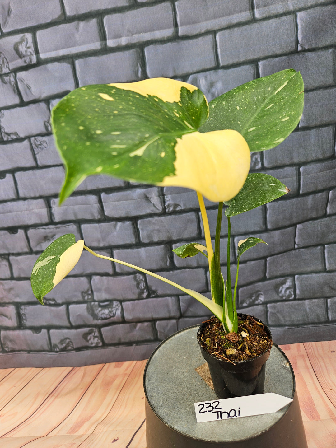Monstera Thai Constellation (3in)-232