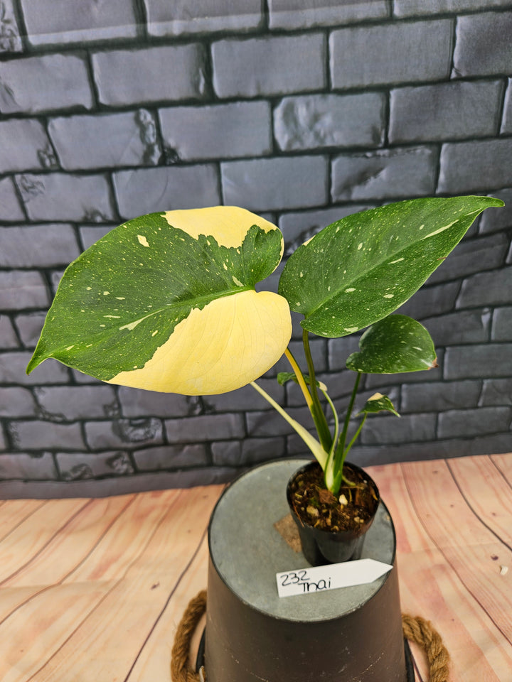 Monstera Thai Constellation (3in)-232