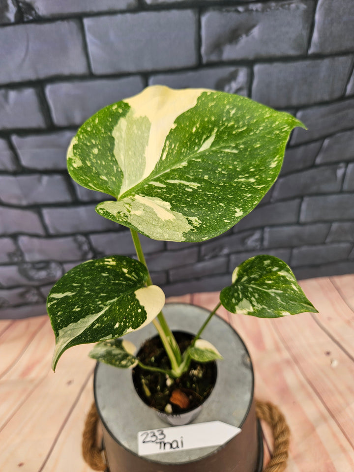 Monstera Thai Constellation (3in)-233
