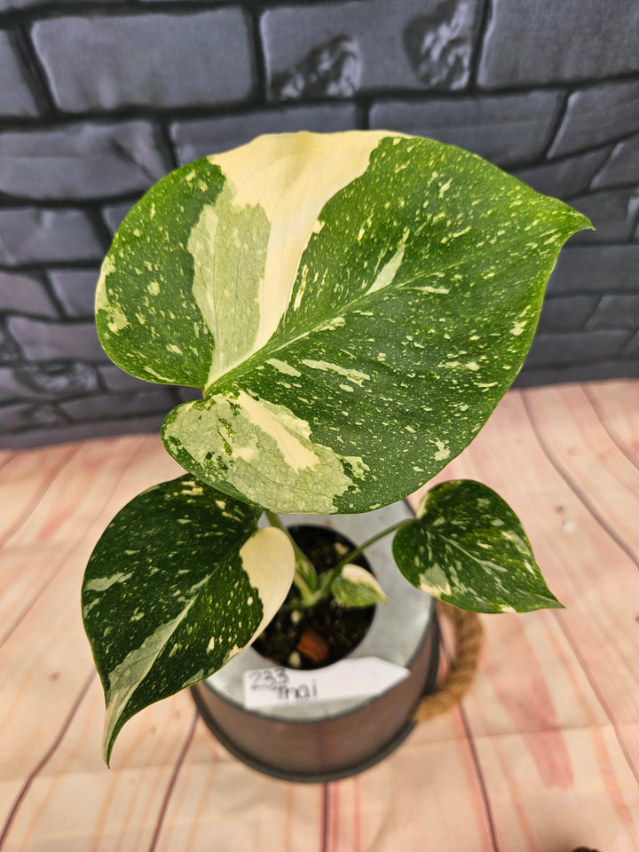 Monstera Thai Constellation (3in)-233