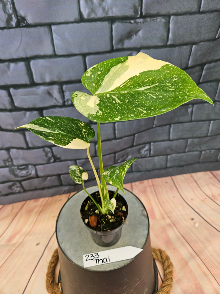 Monstera Thai Constellation (3in)-233