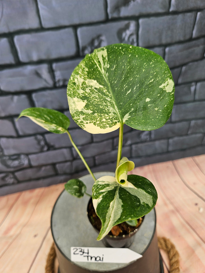 Monstera Thai Constellation (3in)-234