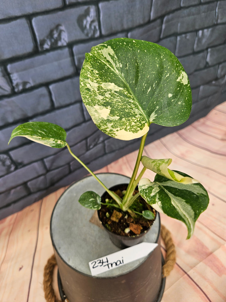 Monstera Thai Constellation (3in)-234