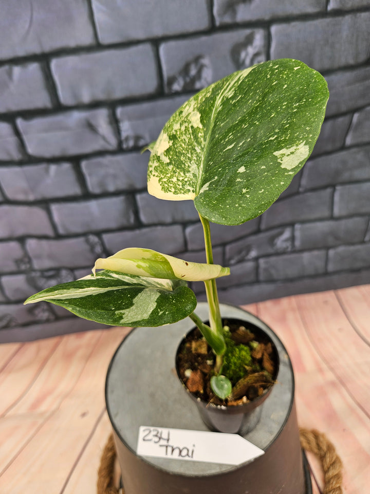 Monstera Thai Constellation (3in)-234