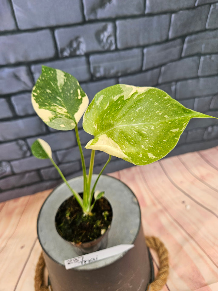 Monstera Thai Constellation (3in)-237