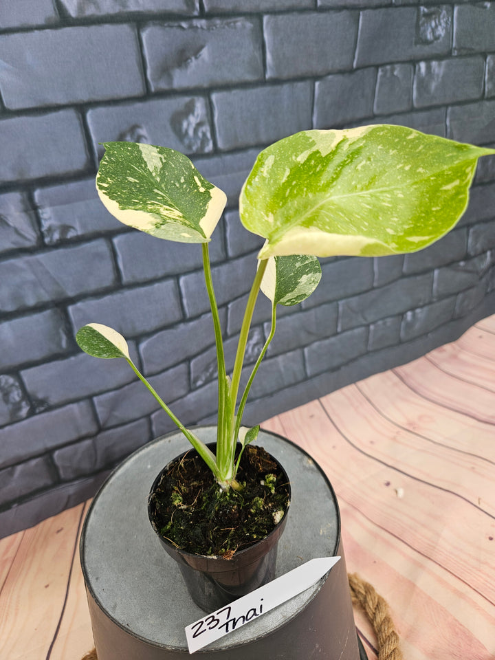 Monstera Thai Constellation (3in)-237
