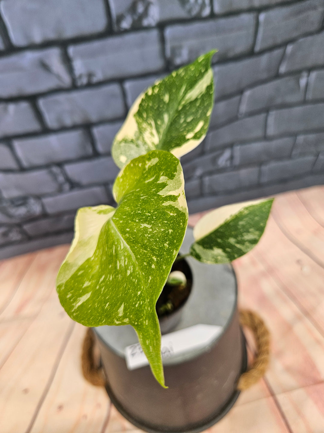 Monstera Thai Constellation (3in)-237