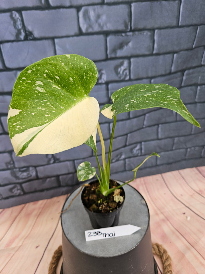 Monstera Thai Constellation (3in)-238