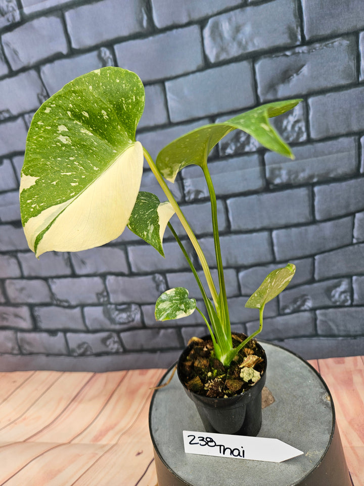 Monstera Thai Constellation (3in)-238