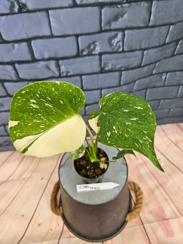 Monstera Thai Constellation (3in)-238