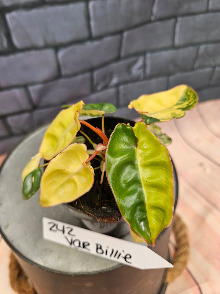 Philodendron Variegated Billietiae (3in)-242
