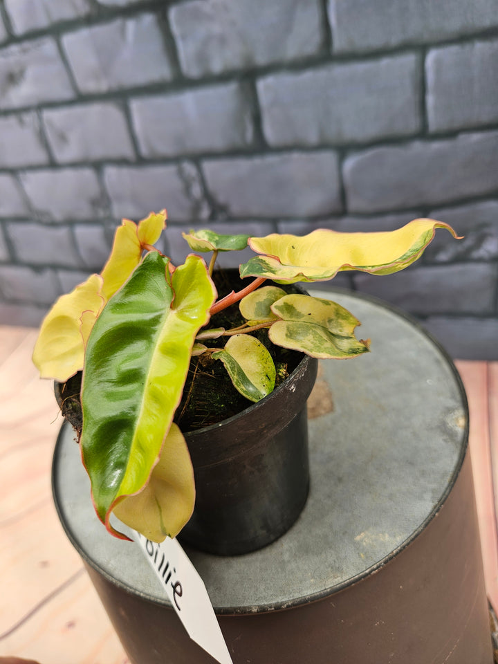 Philodendron Variegated Billietiae (3in)-242