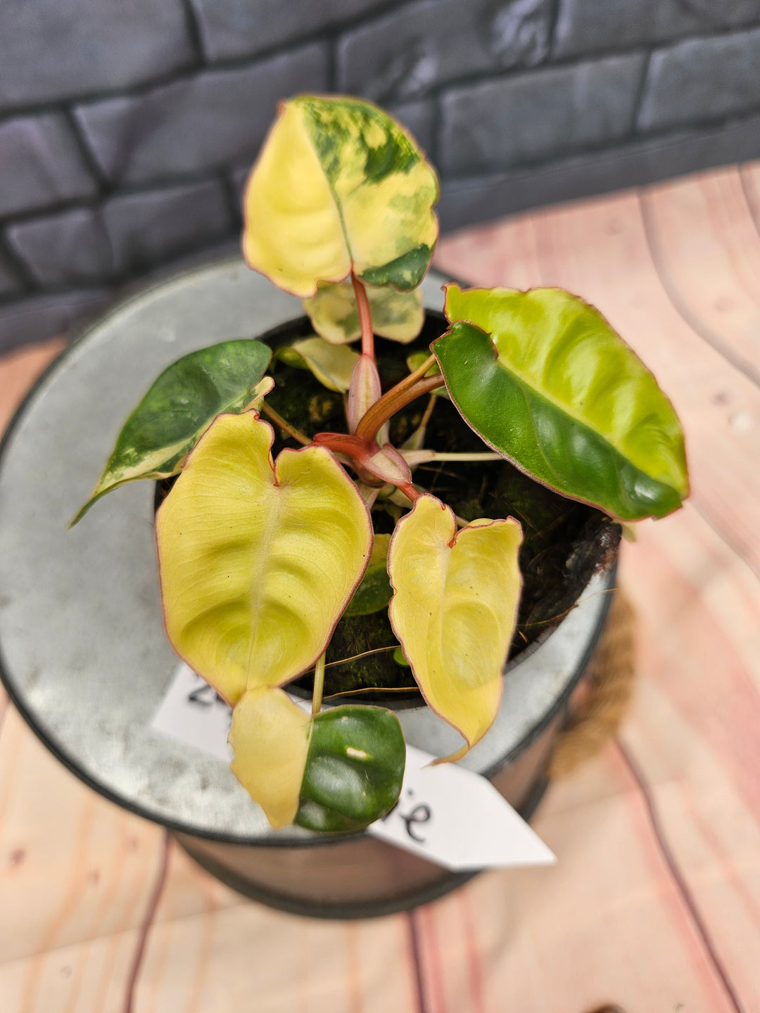 Philodendron Variegated Billietiae (3in)-242