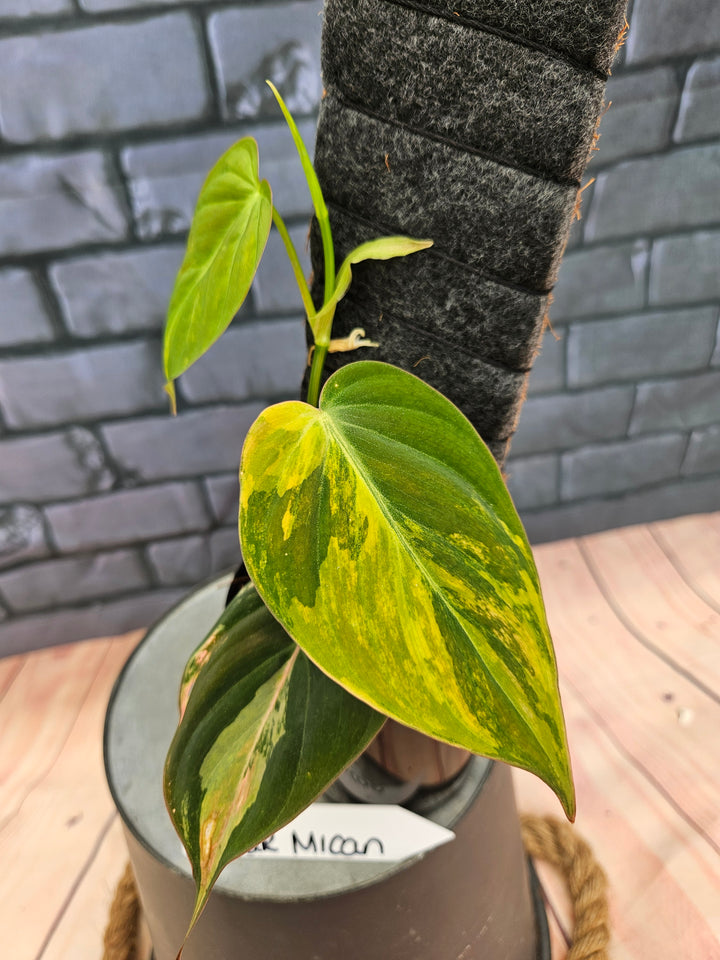 Philodendron Variegated Micans (4in)-245