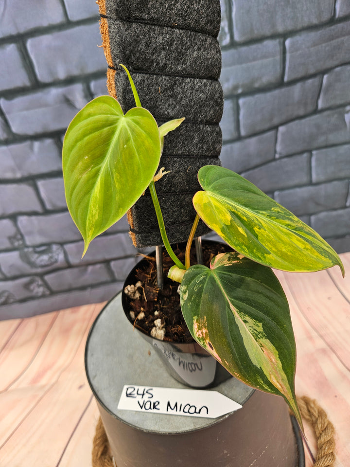 Philodendron Variegated Micans (4in)-245