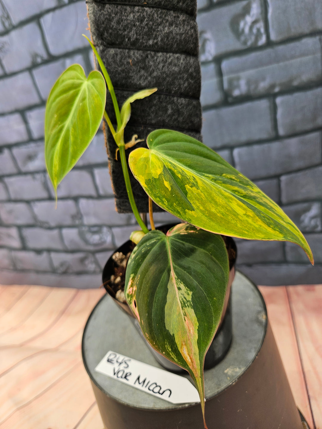 Philodendron Variegated Micans (4in)-245