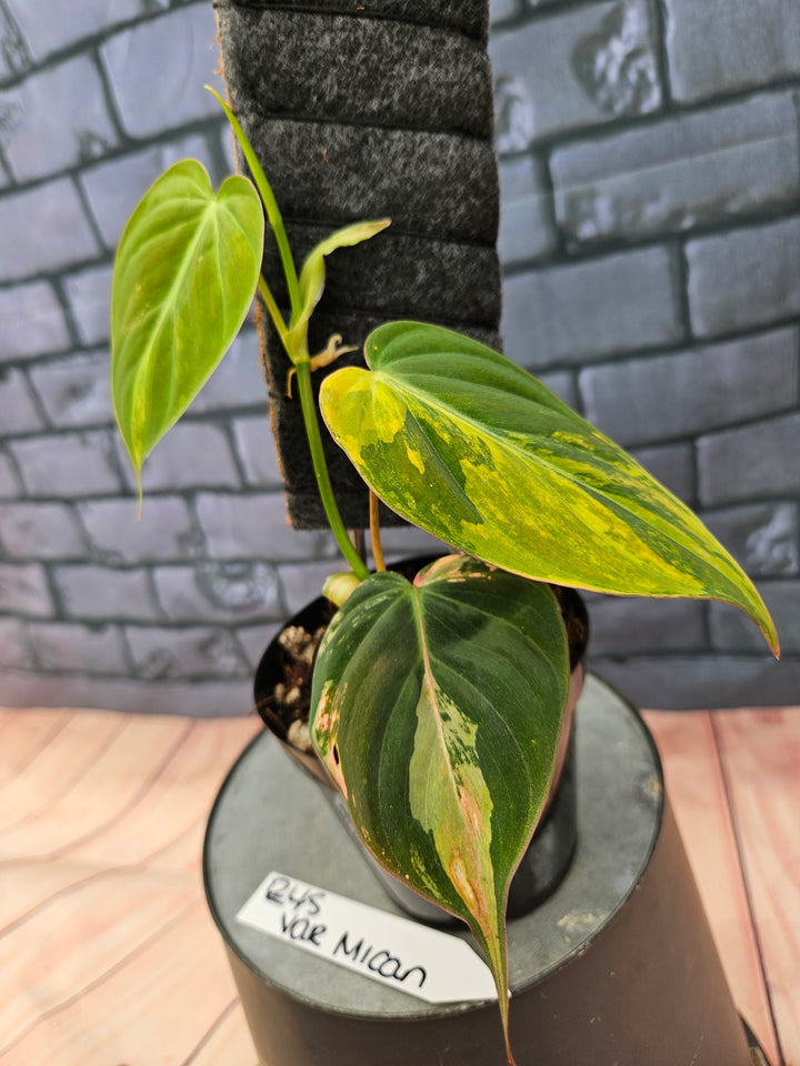 Philodendron Variegated Micans (4in)-245