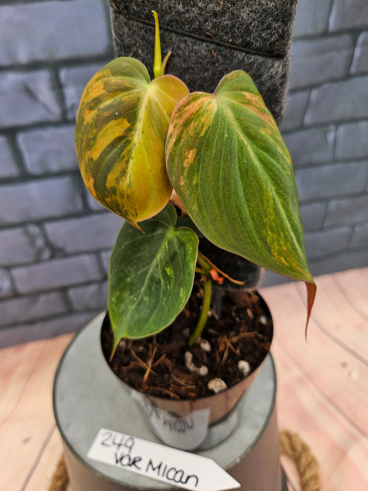 Philodendron Variegated Micans (4in)-249