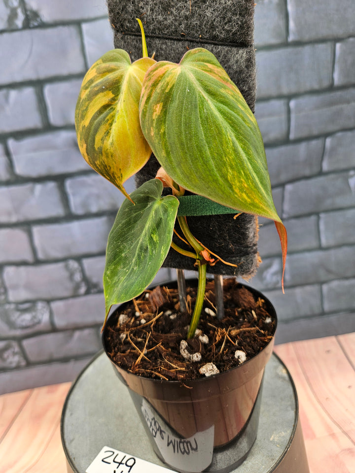 Philodendron Variegated Micans (4in)-249