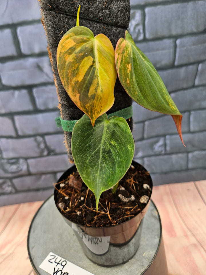 Philodendron Variegated Micans (4in)-249