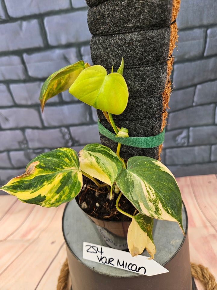 Philodendron Variegated Micans (4in)-254