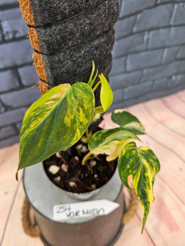 Philodendron Variegated Micans (4in)-254