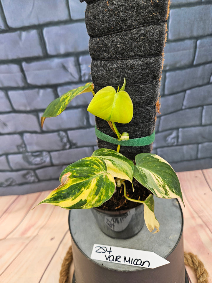 Philodendron Variegated Micans (4in)-254