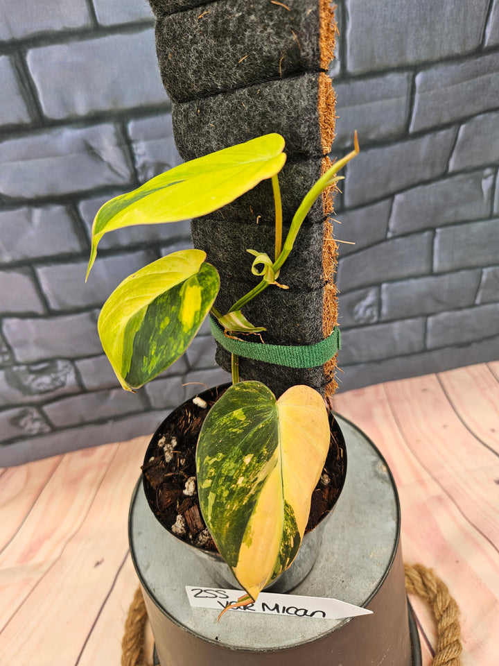 Philodendron Variegated Micans (4in)-255