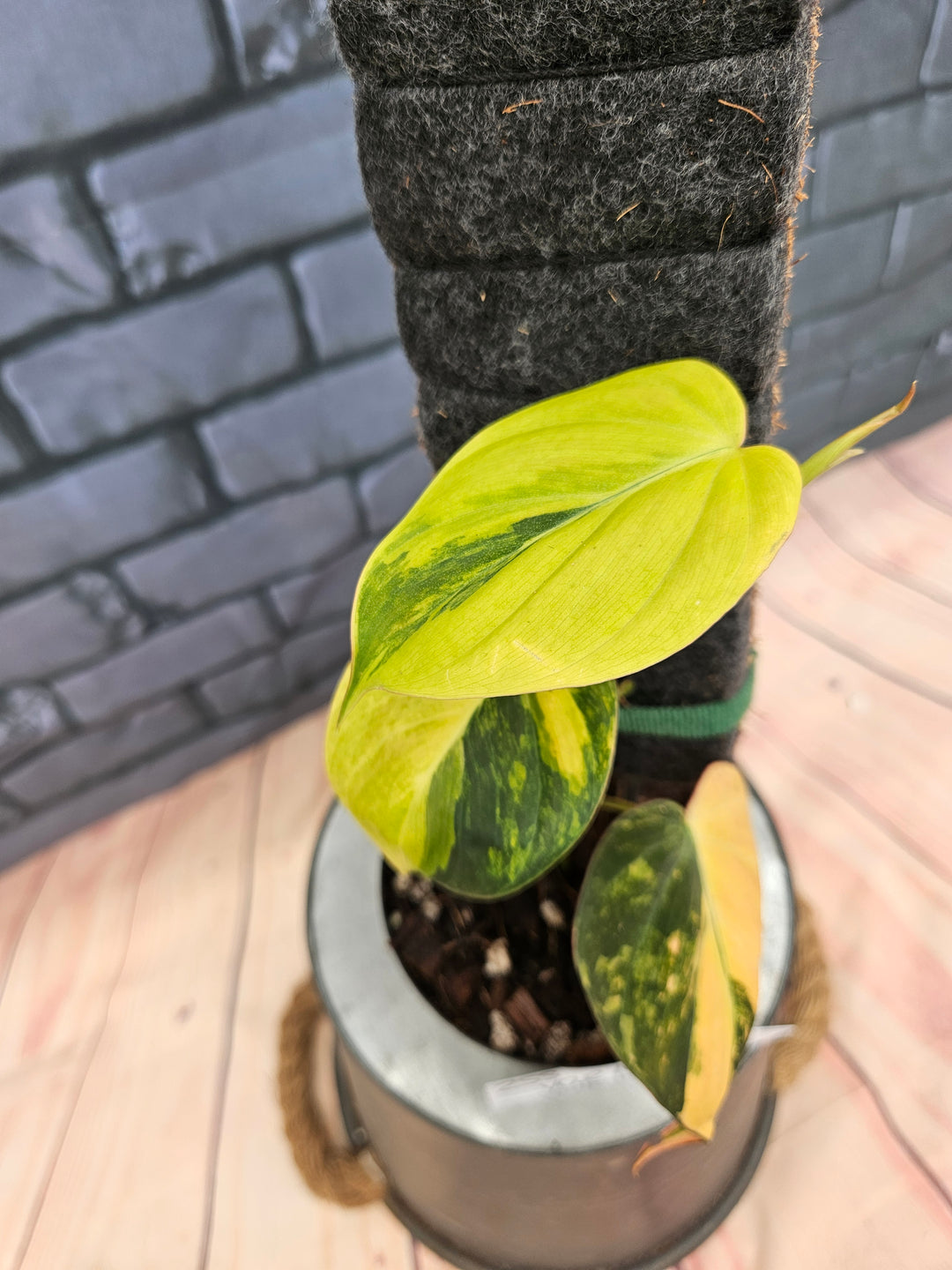 Philodendron Variegated Micans (4in)-255