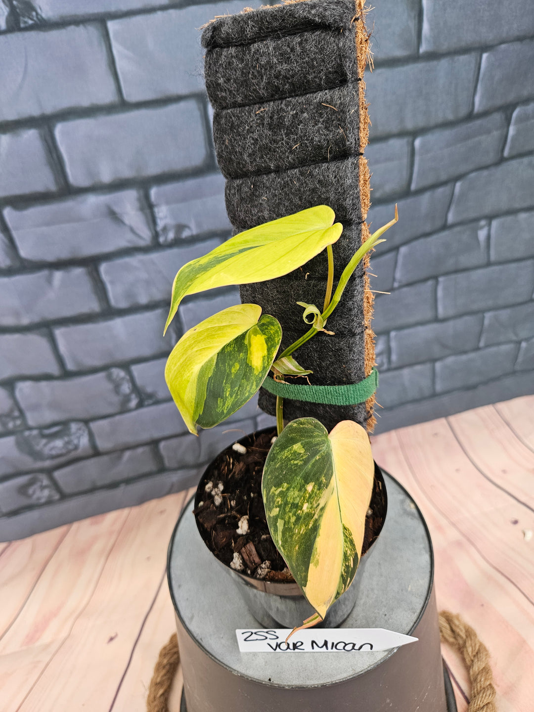 Philodendron Variegated Micans (4in)-255