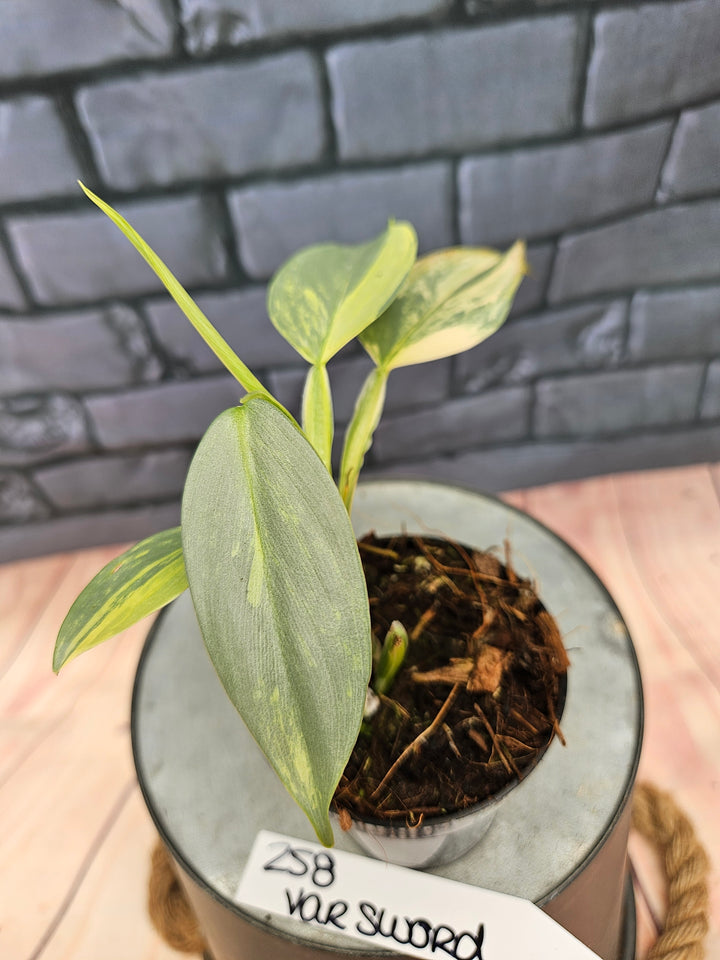 Philodendron Variegated Silver Sword (3in)-258