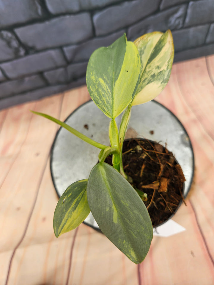 Philodendron Variegated Silver Sword (3in)-258