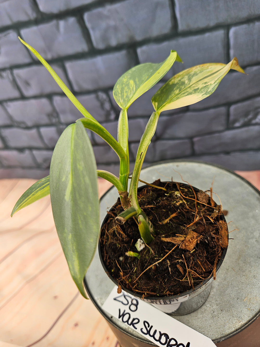 Philodendron Variegated Silver Sword (3in)-258