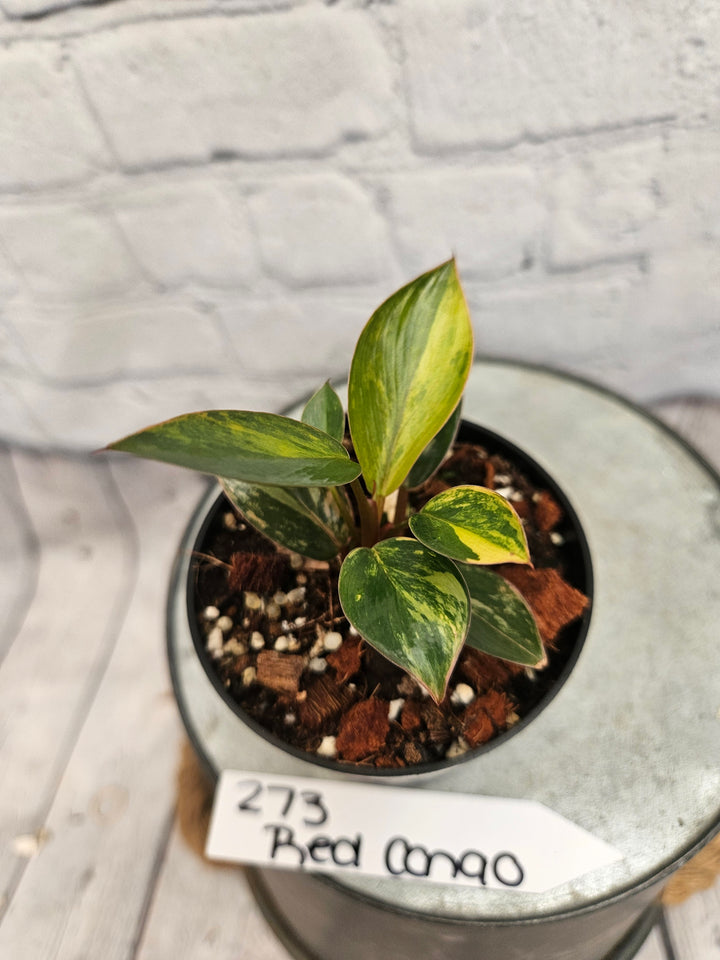 Philodendron Variegated Red Congo (3in)-273