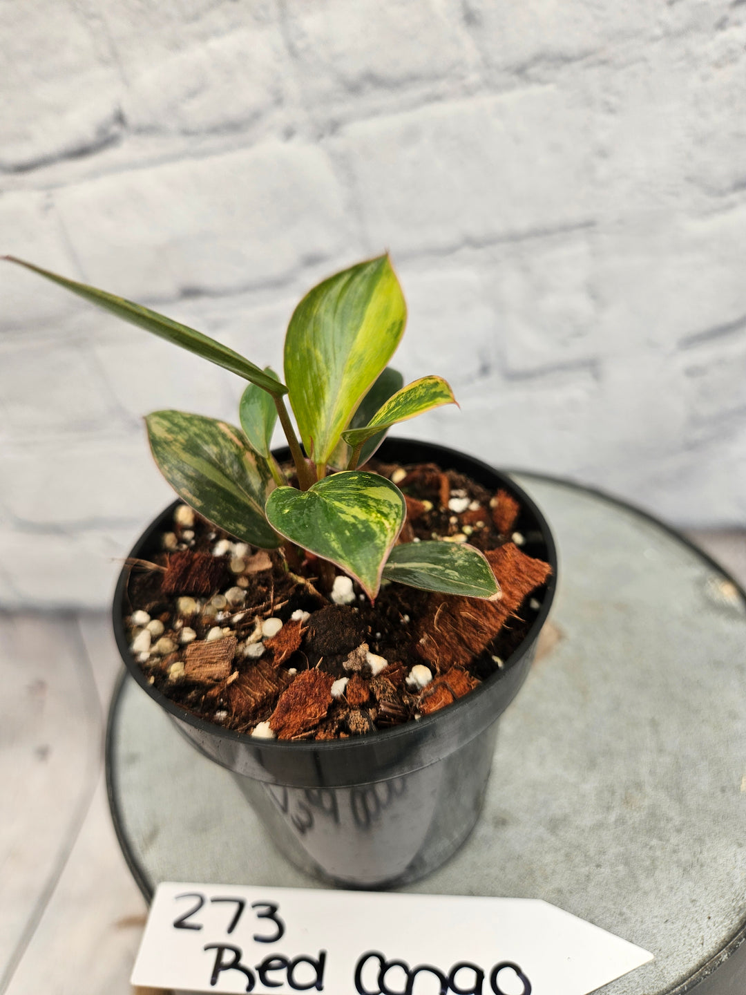 Philodendron Variegated Red Congo (3in)-273