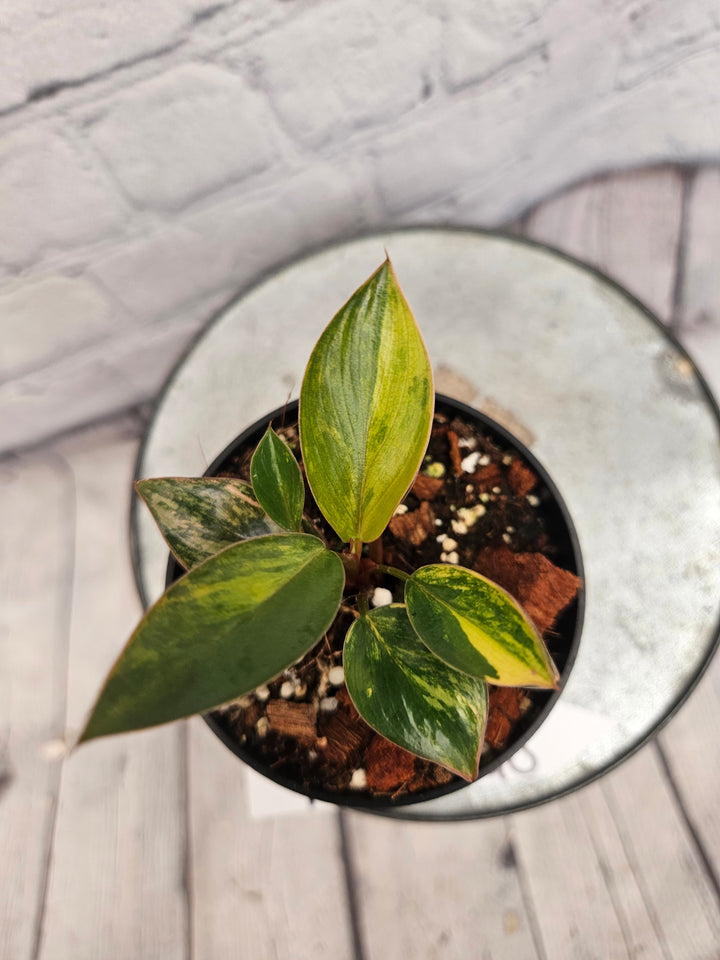 Philodendron Variegated Red Congo (3in)-273