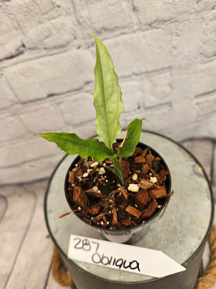 Monstera Obliqua Peru (3in)-287