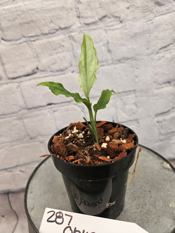 Monstera Obliqua Peru (3in)-287