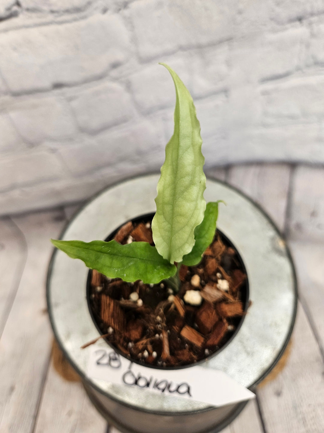 Monstera Obliqua Peru (3in)-287