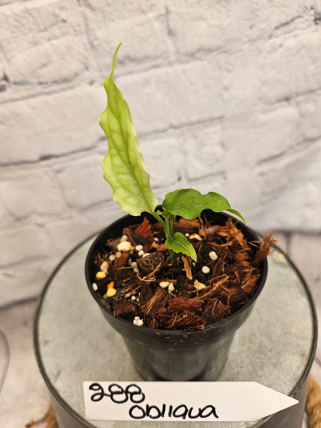 Monstera Obliqua Peru (3in)-288